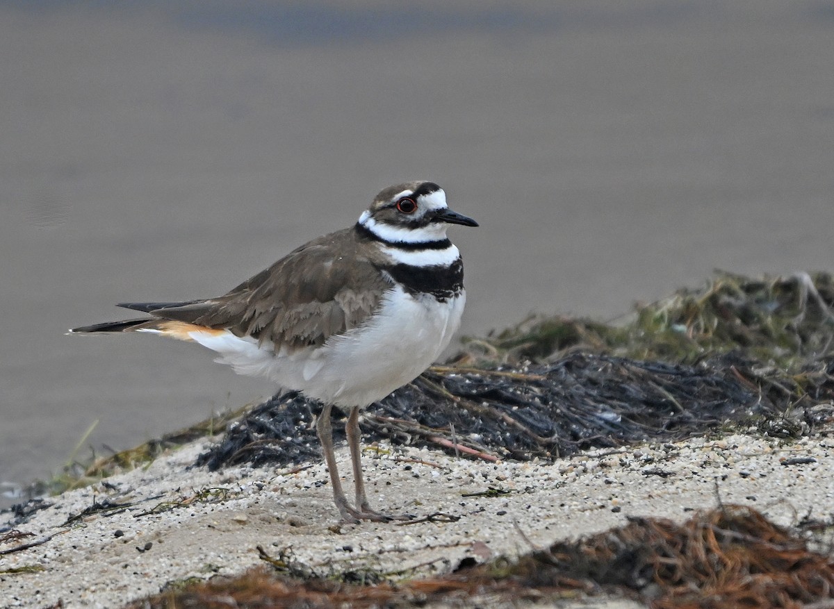 Killdeer - ML634297448