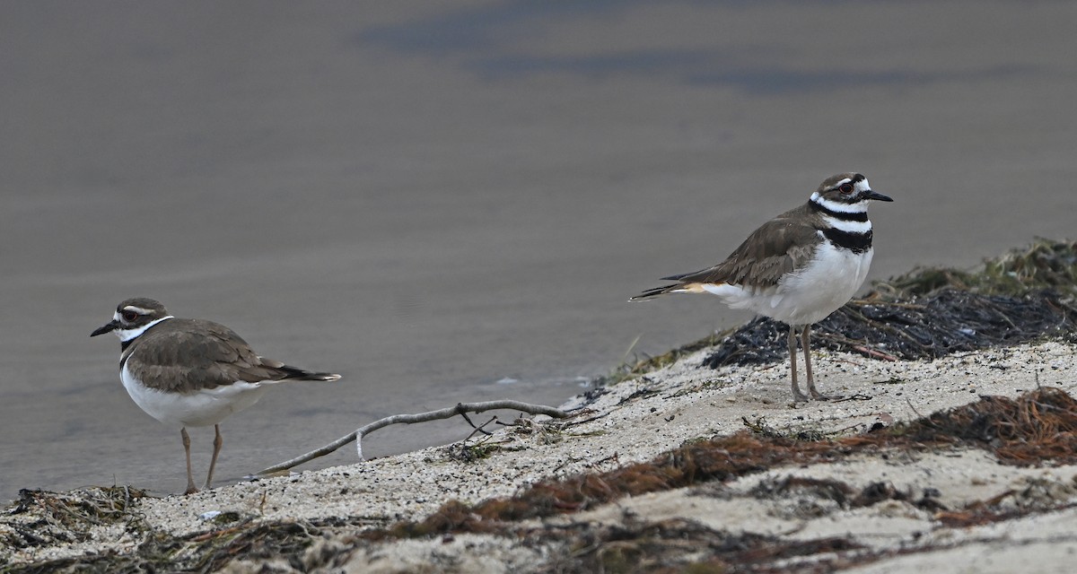 Killdeer - ML634297449
