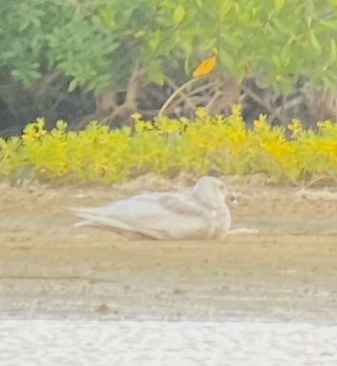 Glaucous-winged Gull - ML634297488