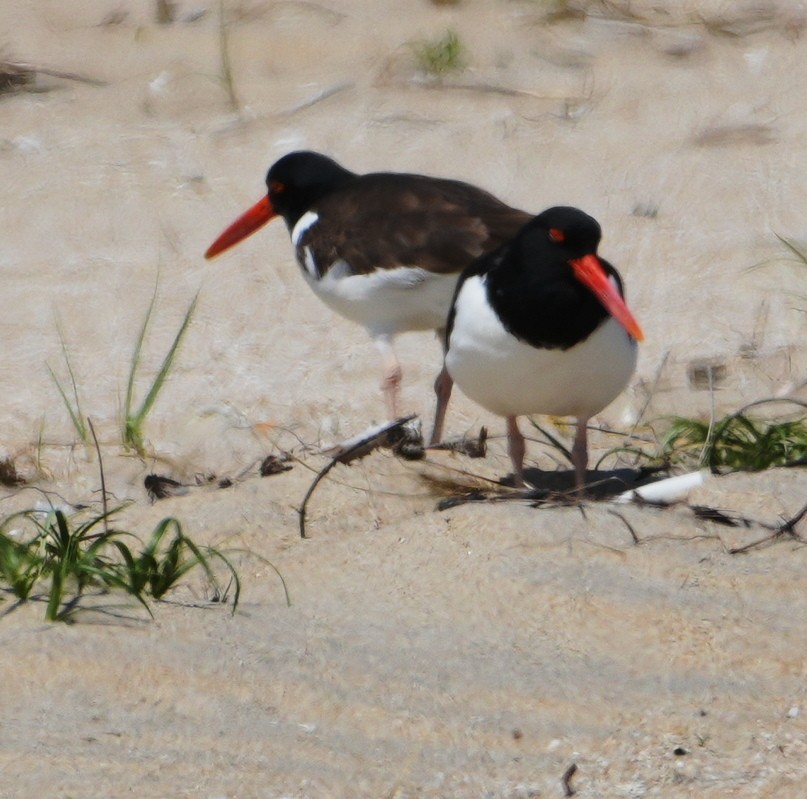 American Oystercatcher - ML634297498