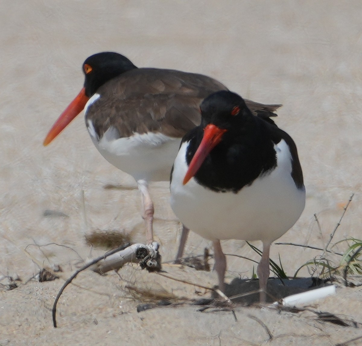 American Oystercatcher - ML634297500