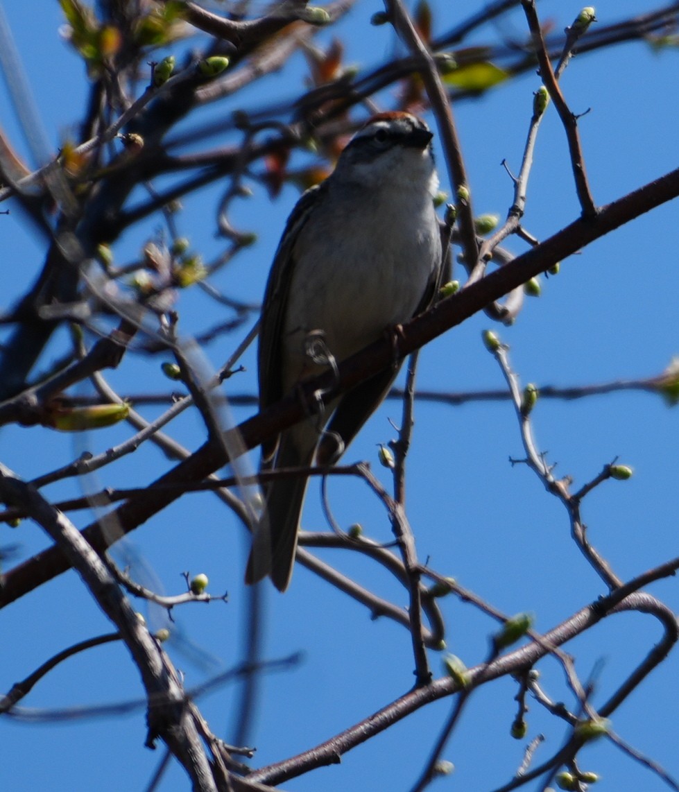 Chipping Sparrow - ML634297512