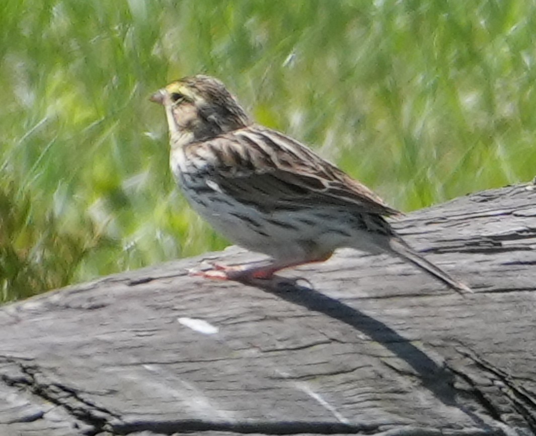 Savannah Sparrow - ML634297515