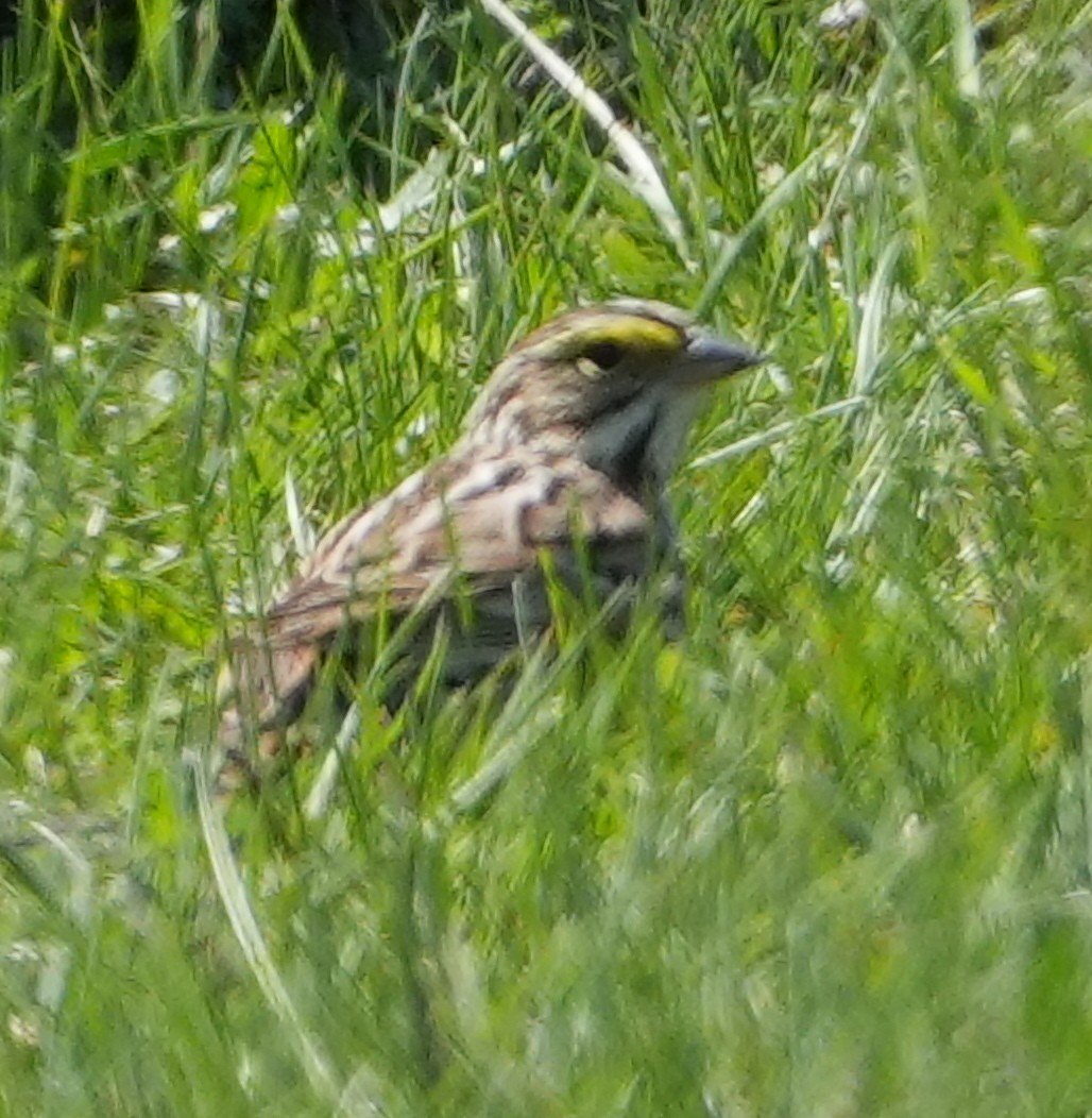 Savannah Sparrow - ML634297516