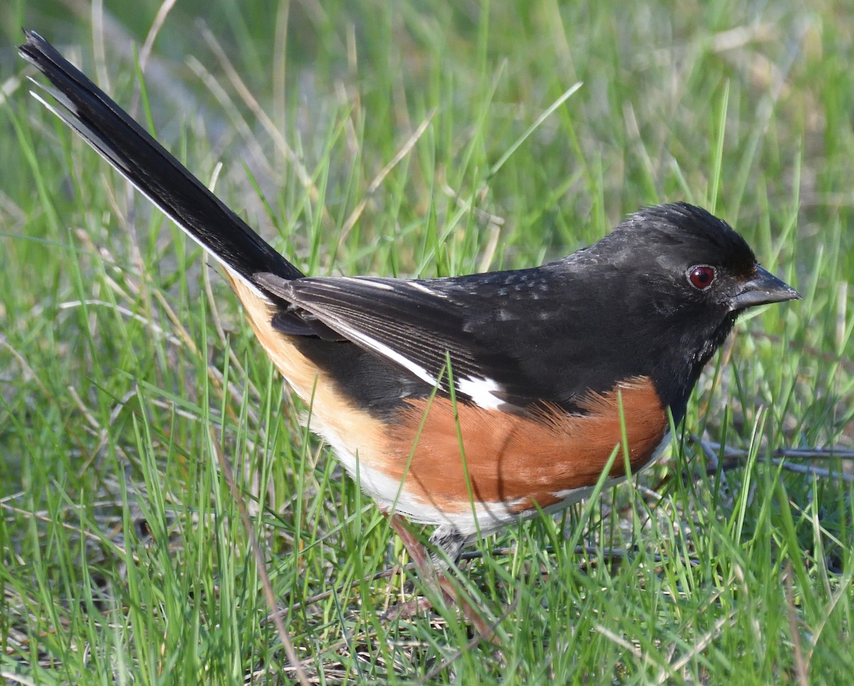Eastern Towhee - ML634297721
