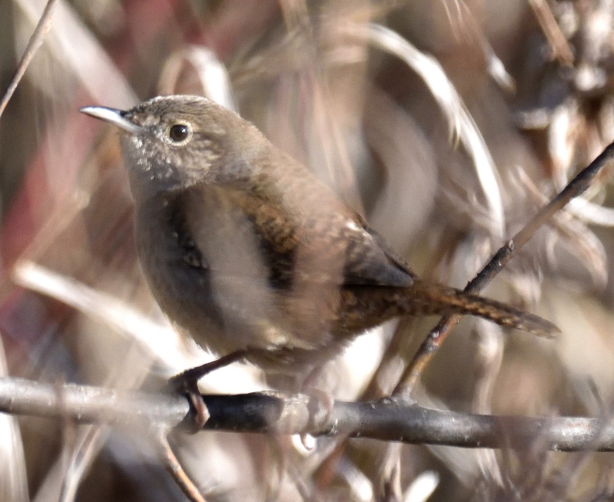 Northern House Wren - ML634297734