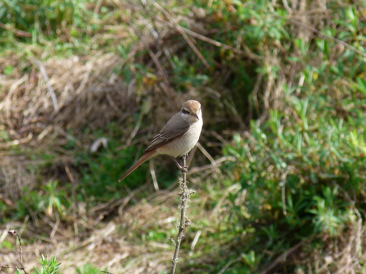 Pie-grièche écorcheur - ML634297810