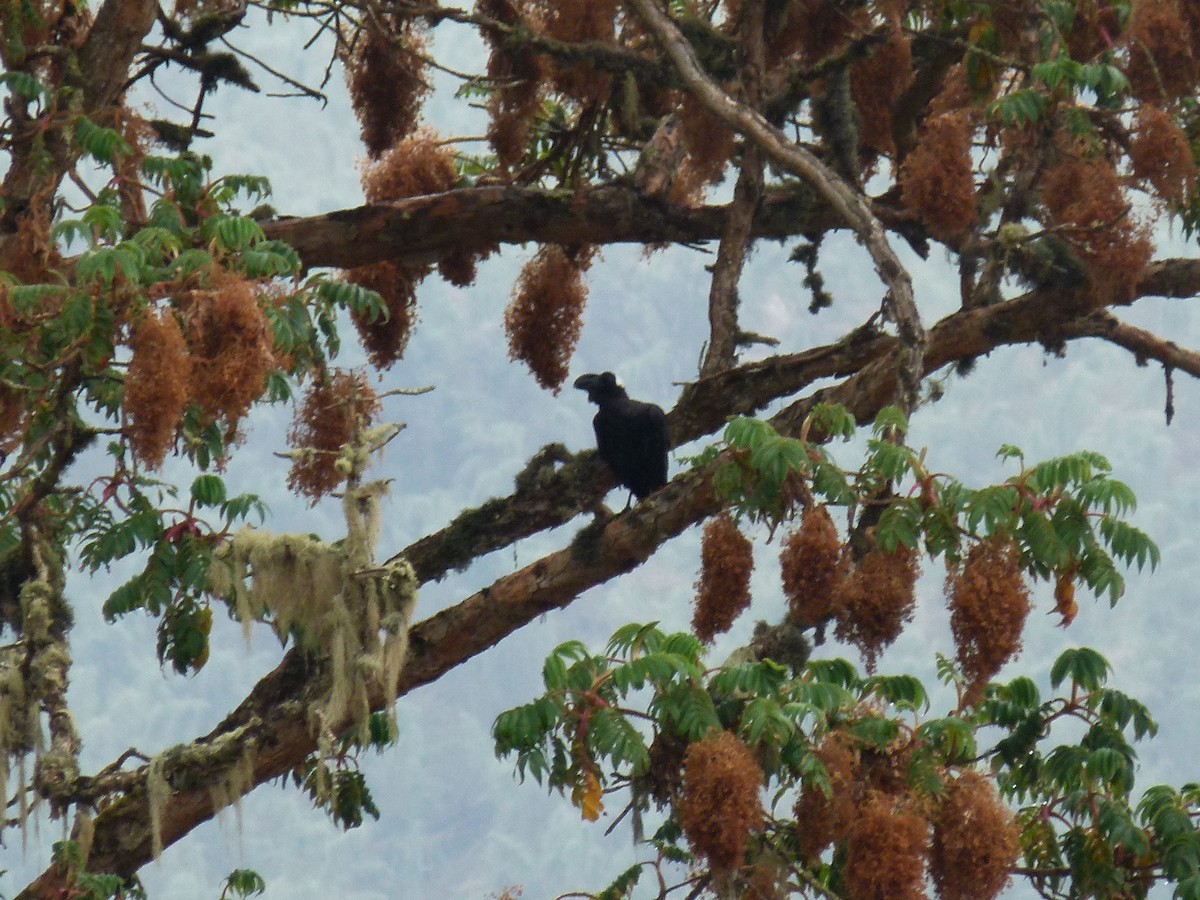 Thick-billed Raven - ML634297825