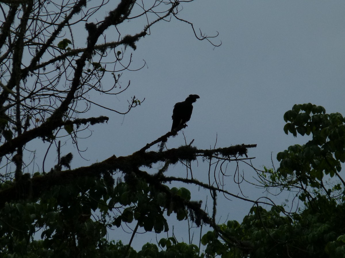 Thick-billed Raven - ML634297826