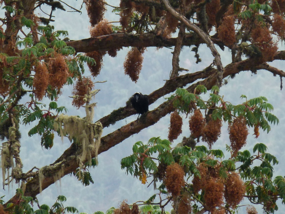 Thick-billed Raven - ML634297827