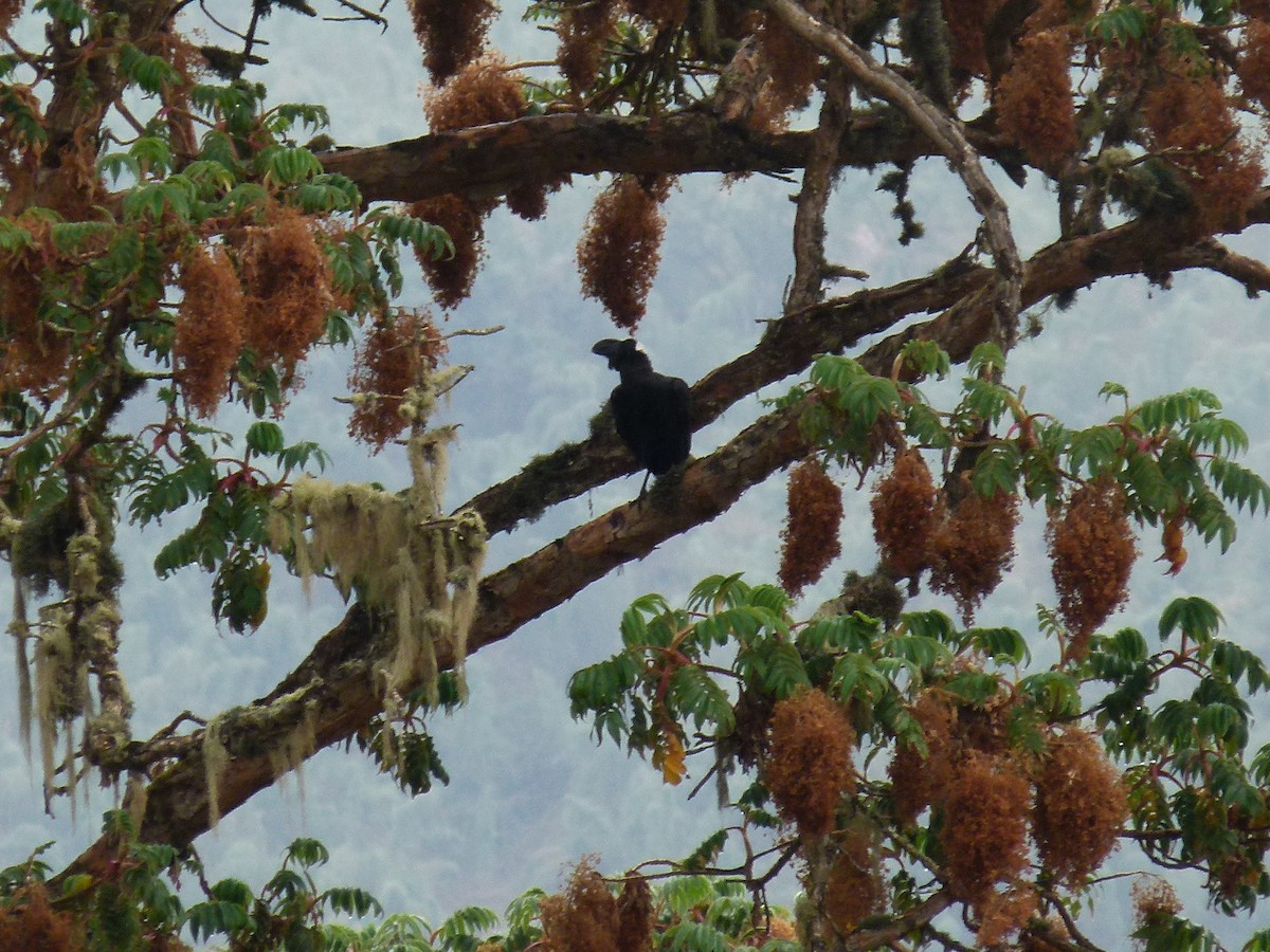 Thick-billed Raven - ML634297828