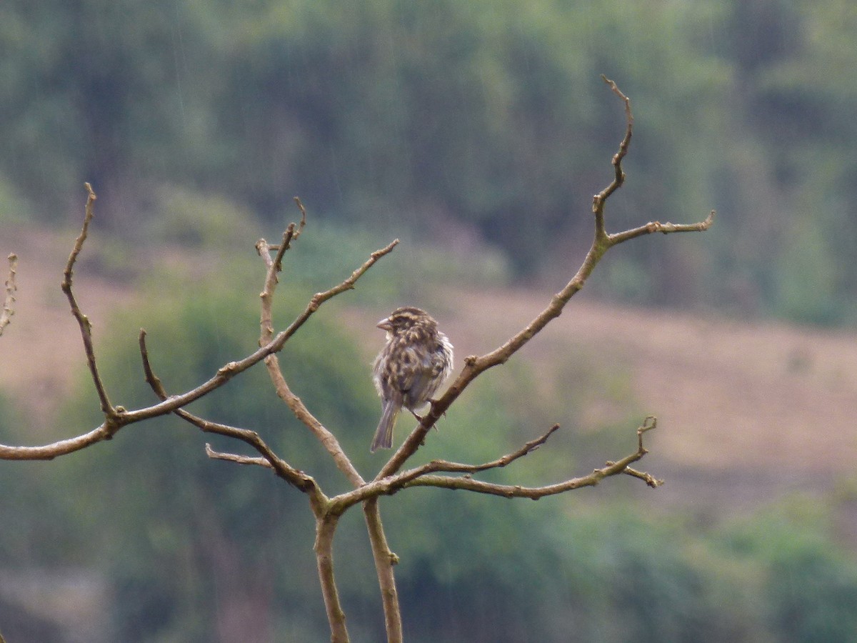 Serin strié - ML634297876