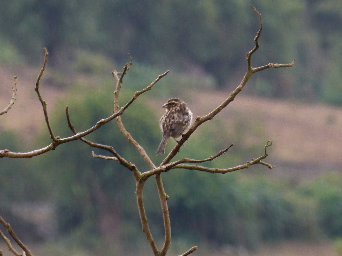 Serin strié - ML634297877