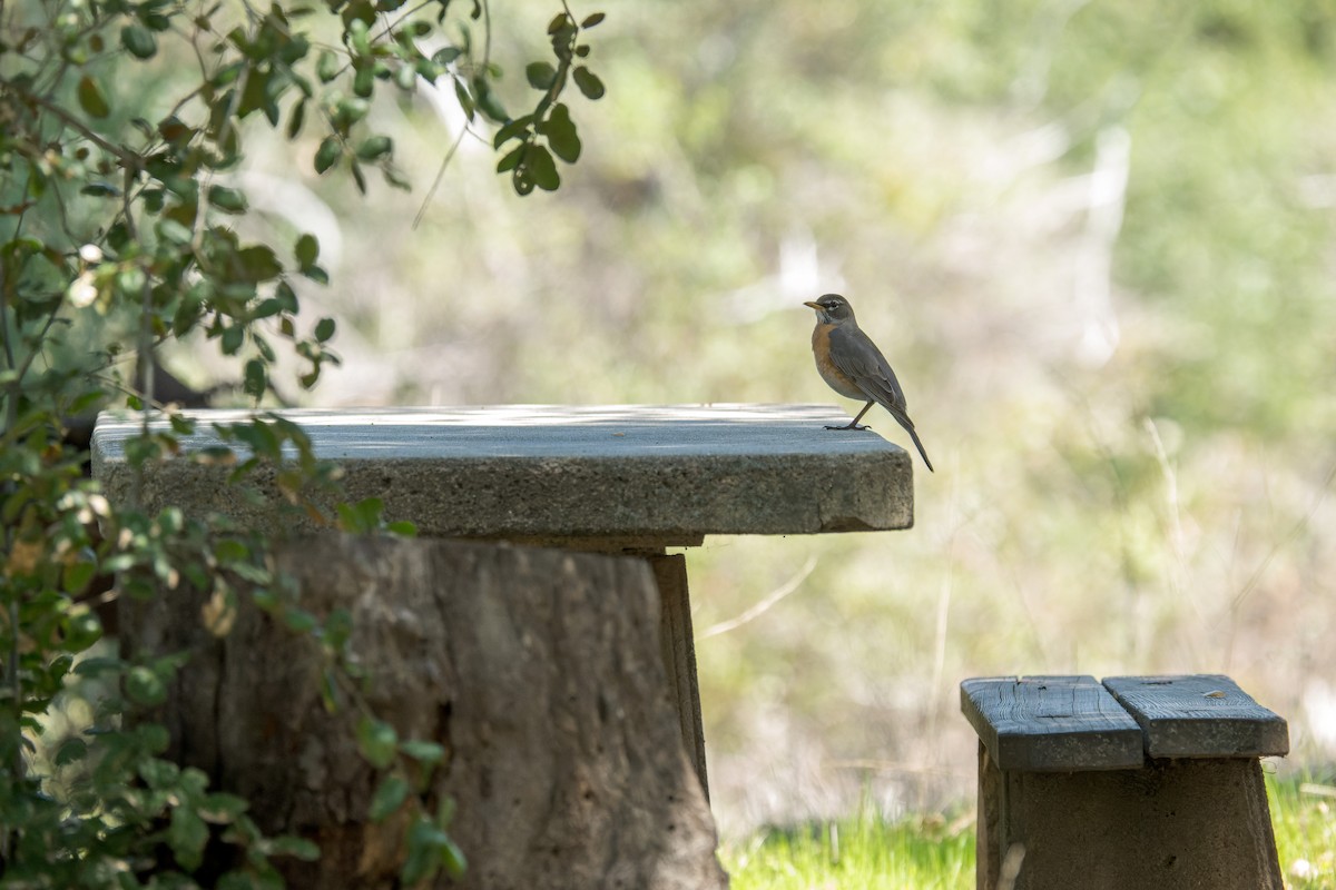 American Robin - ML634297879