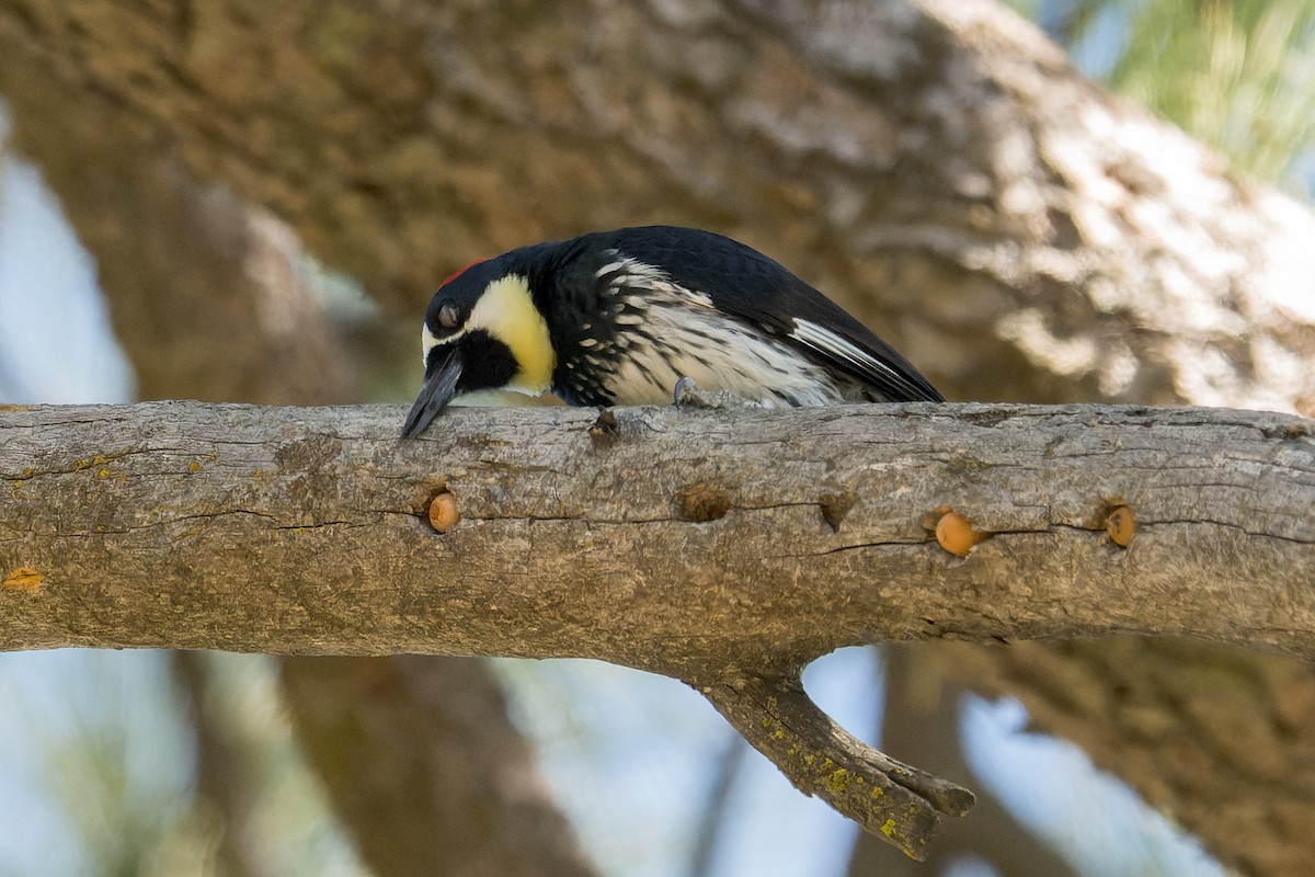 Acorn Woodpecker - ML634297885