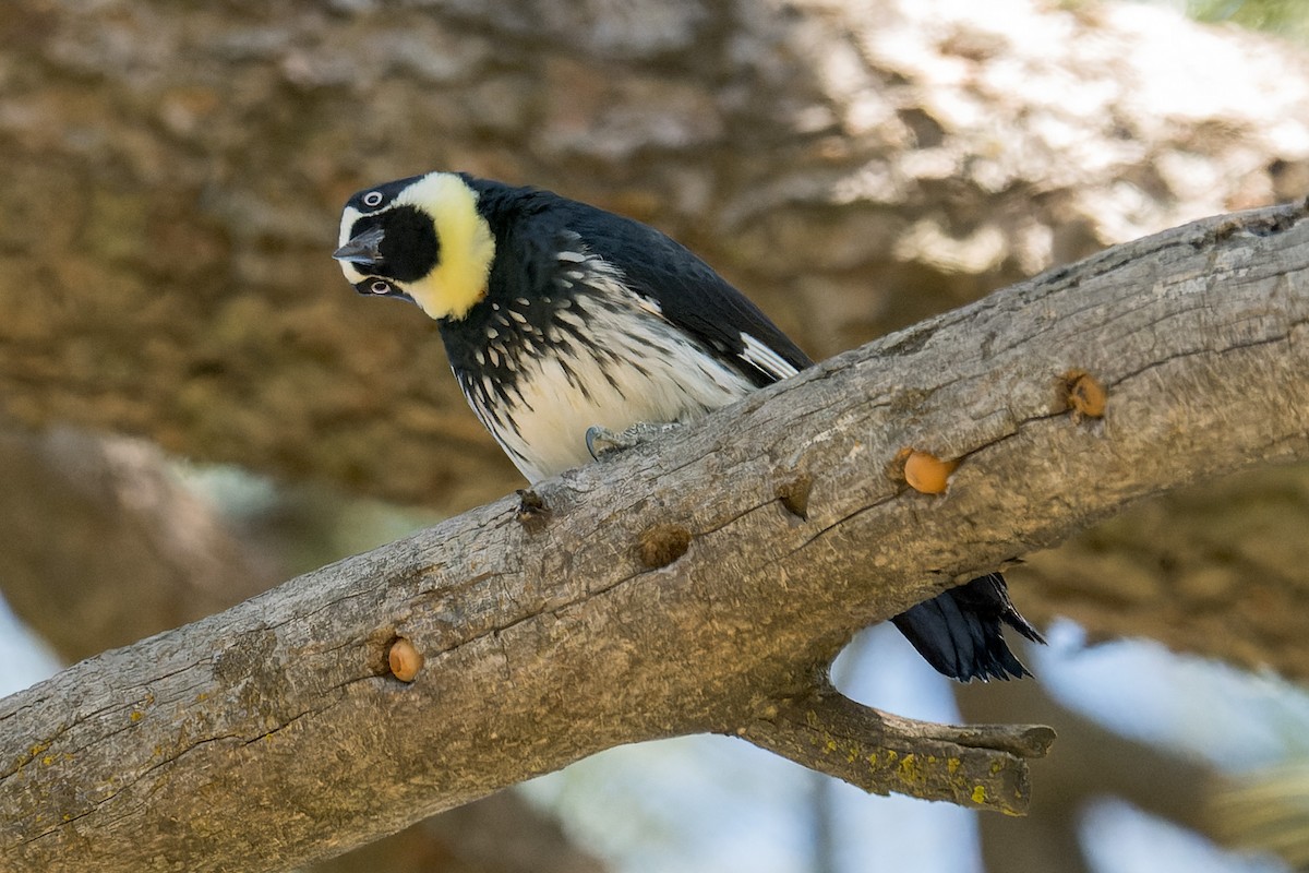 Acorn Woodpecker - ML634297886