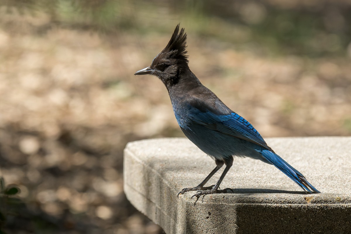 Steller's Jay - ML634297893