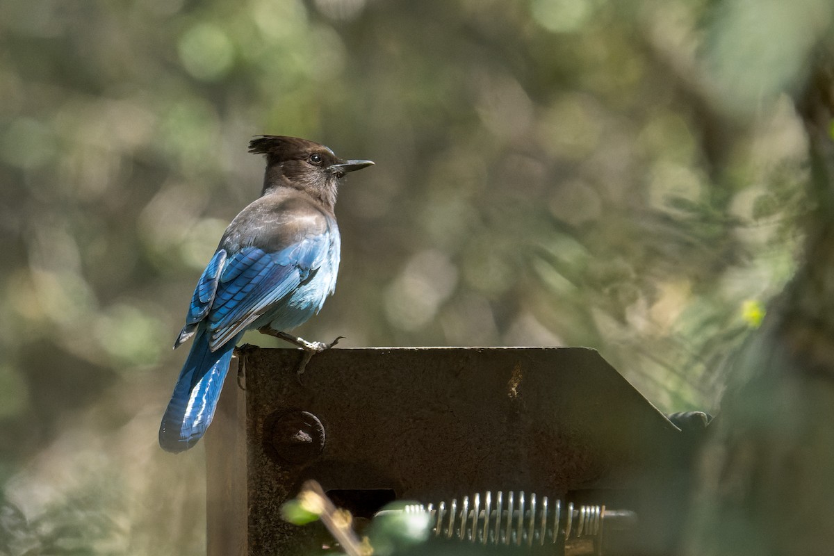 Steller's Jay - ML634297900