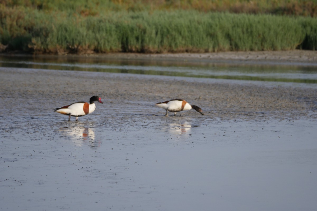 Common Shelduck - ML634297939