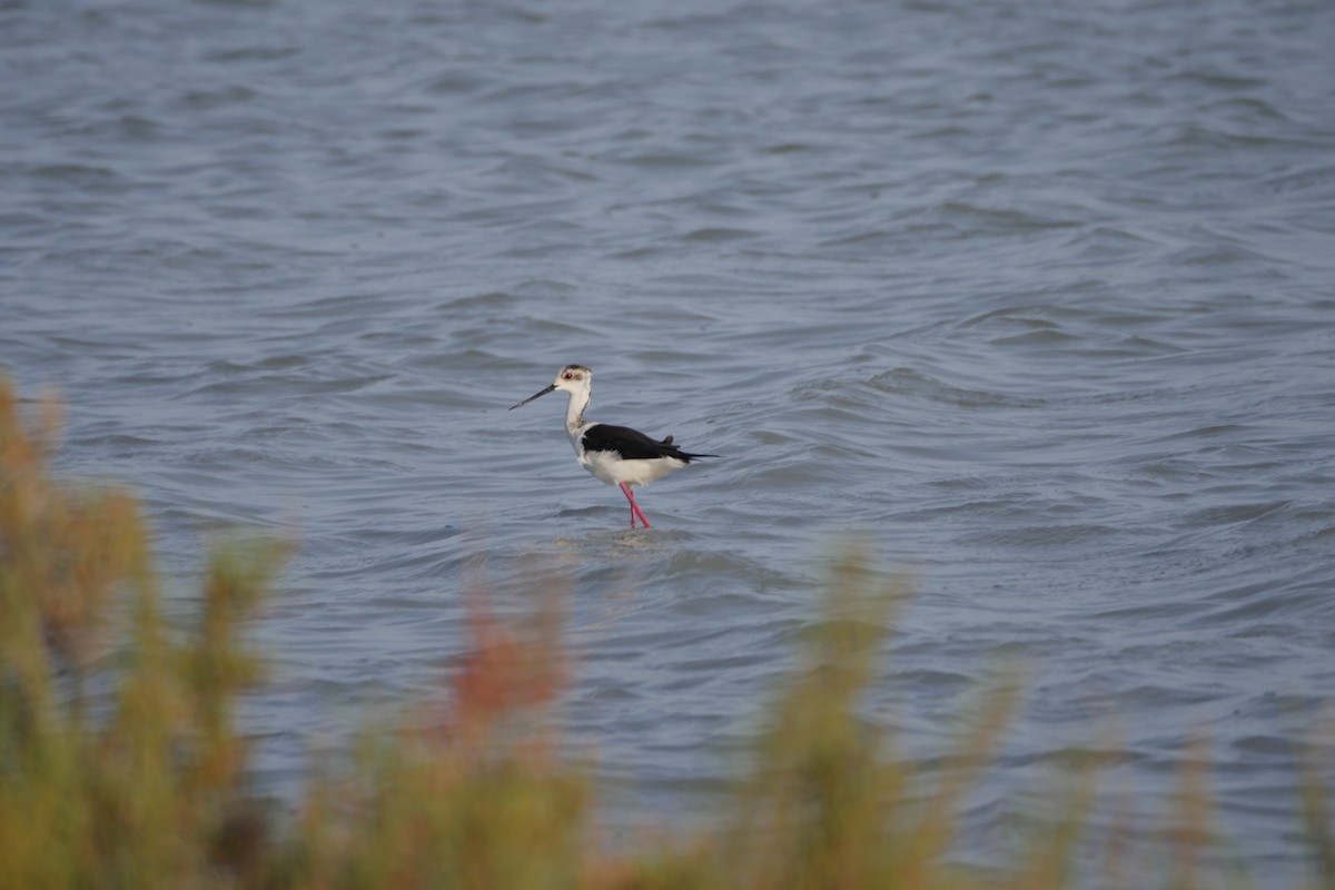 Black-winged Stilt - ML634297986