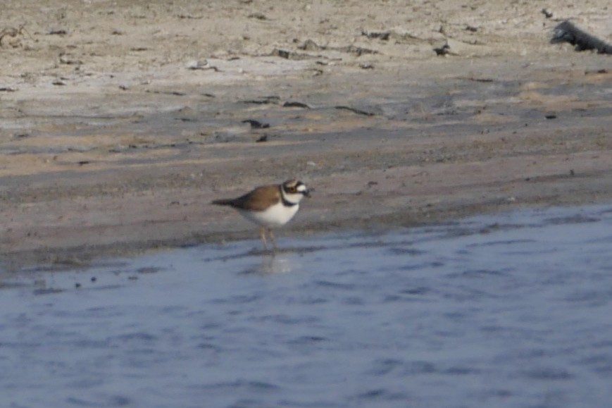 Little Ringed Plover - ML634297999