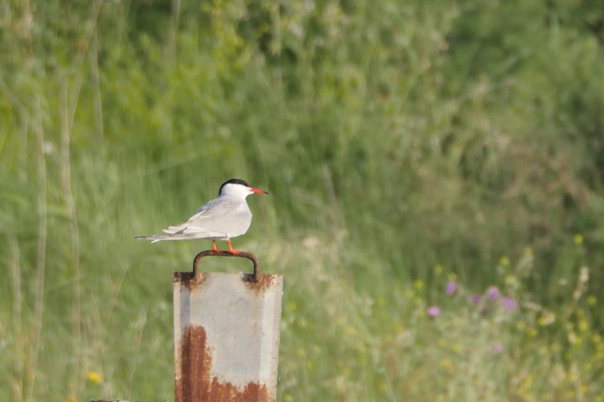 Common Tern - ML634298076