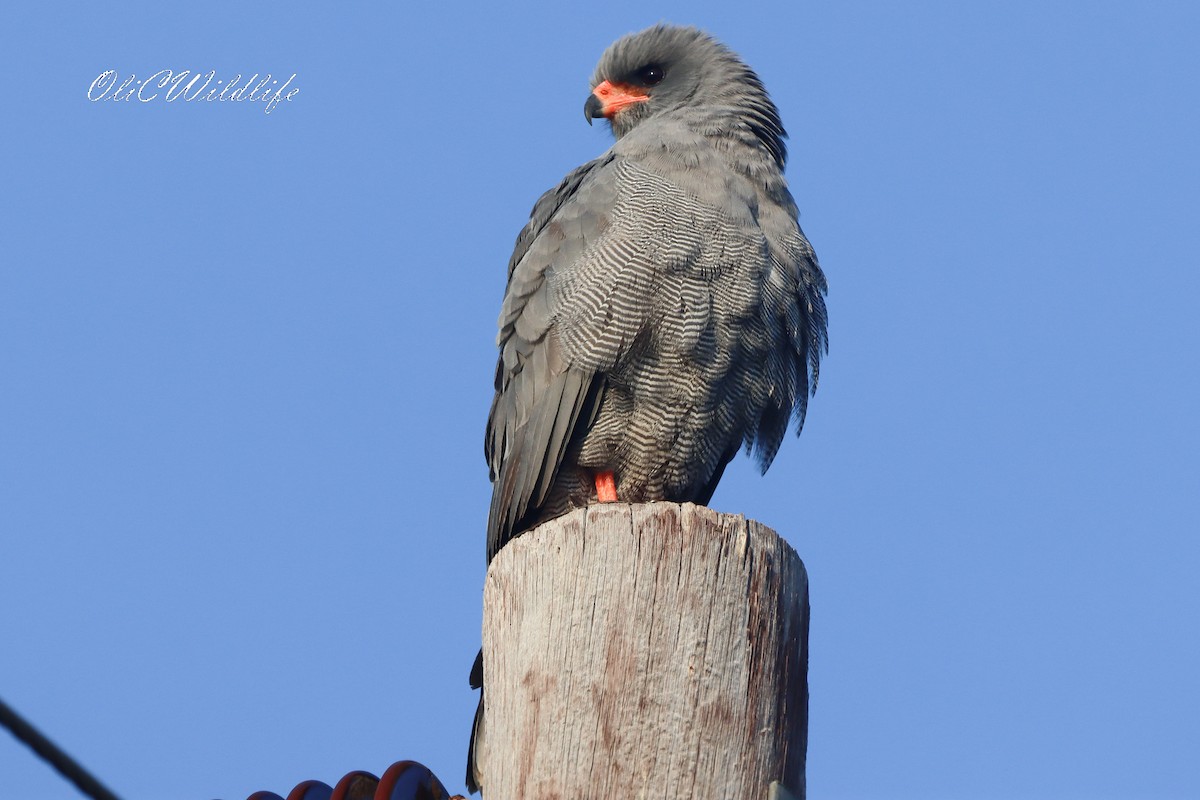 Dark Chanting-Goshawk - ML634298078