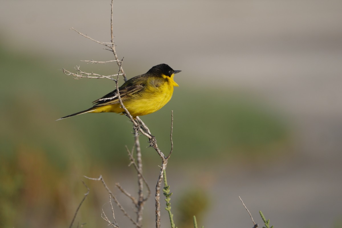 Western Yellow Wagtail - ML634298092