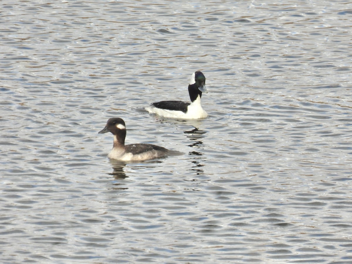 Bufflehead - ML634298143