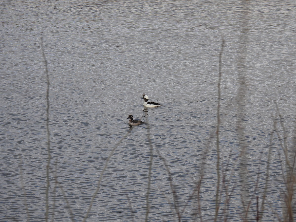 Bufflehead - ML634298144