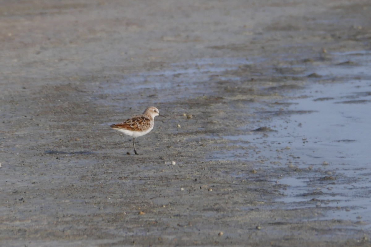 Little Stint - ML634298185