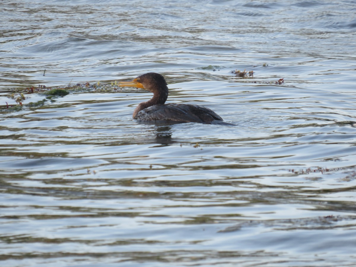 Cormoran à aigrettes - ML634298204