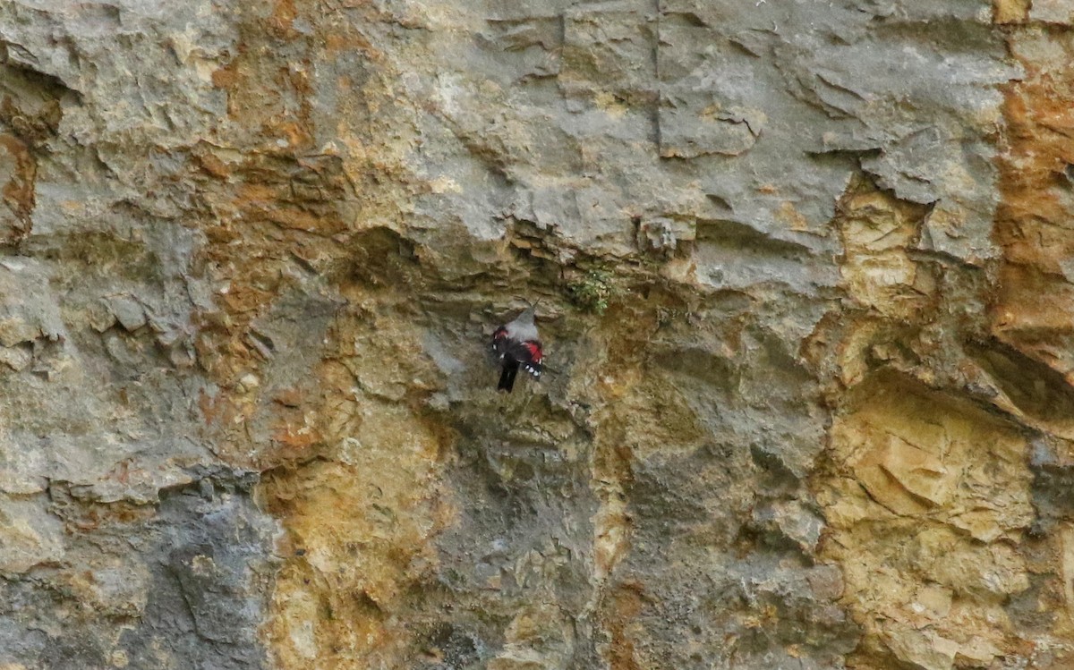 Wallcreeper - ML634298293