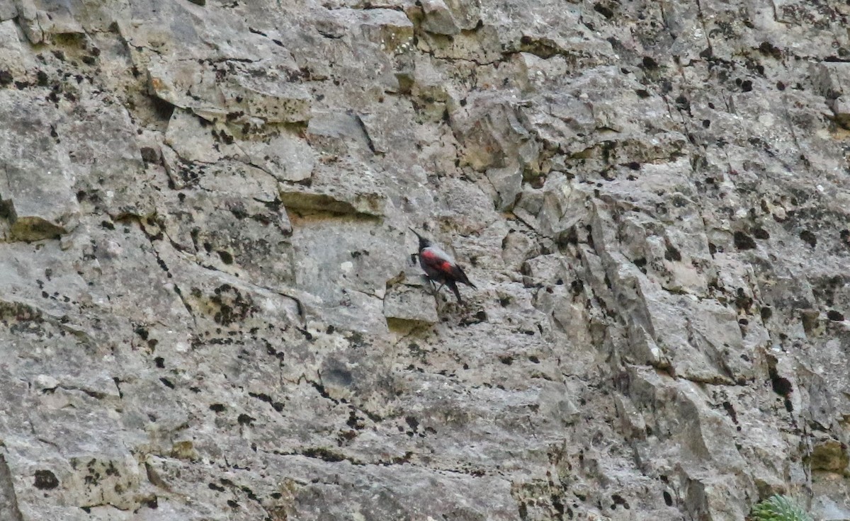 Wallcreeper - ML634298294
