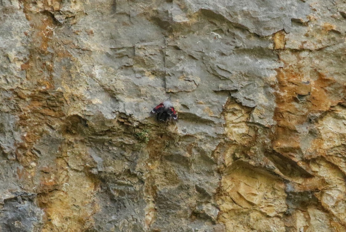 Wallcreeper - ML634298295