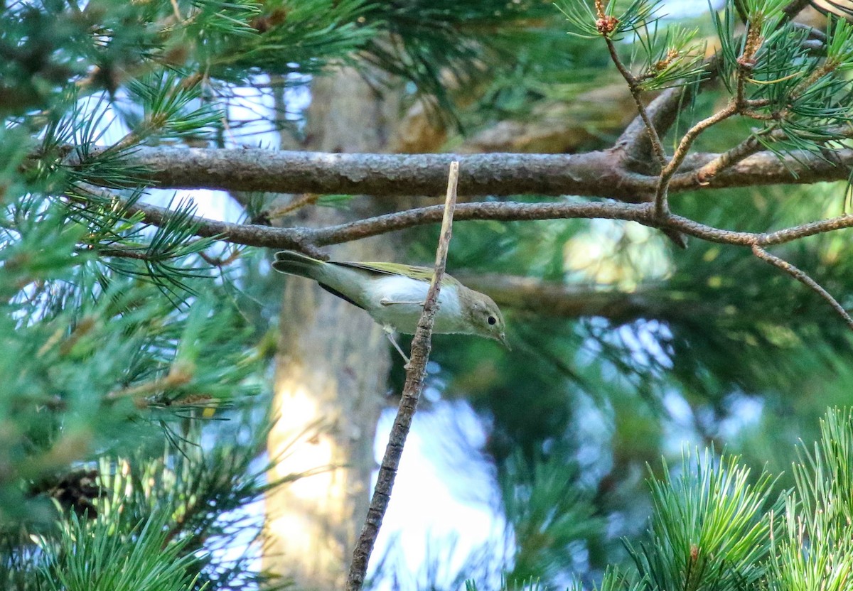 Western Bonelli's Warbler - ML634298302