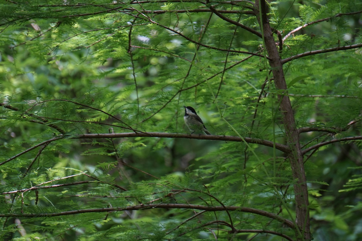 Carolina Chickadee - ML634298330