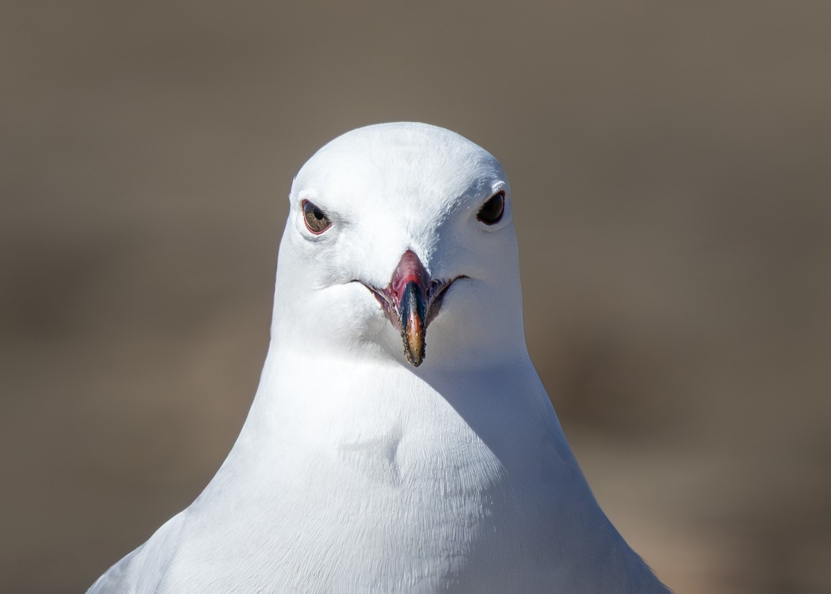 Audouin's Gull - ML634298412
