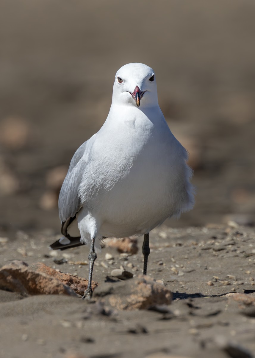 Audouin's Gull - ML634298418