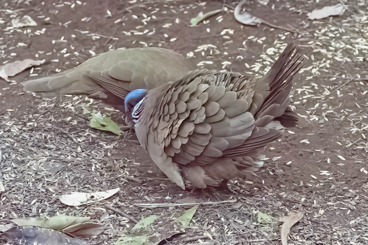 Blue-headed Quail-Dove - ML634298505