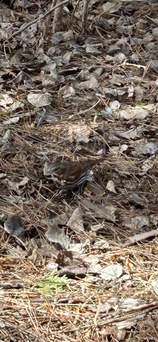 Fox Sparrow - ML634298506