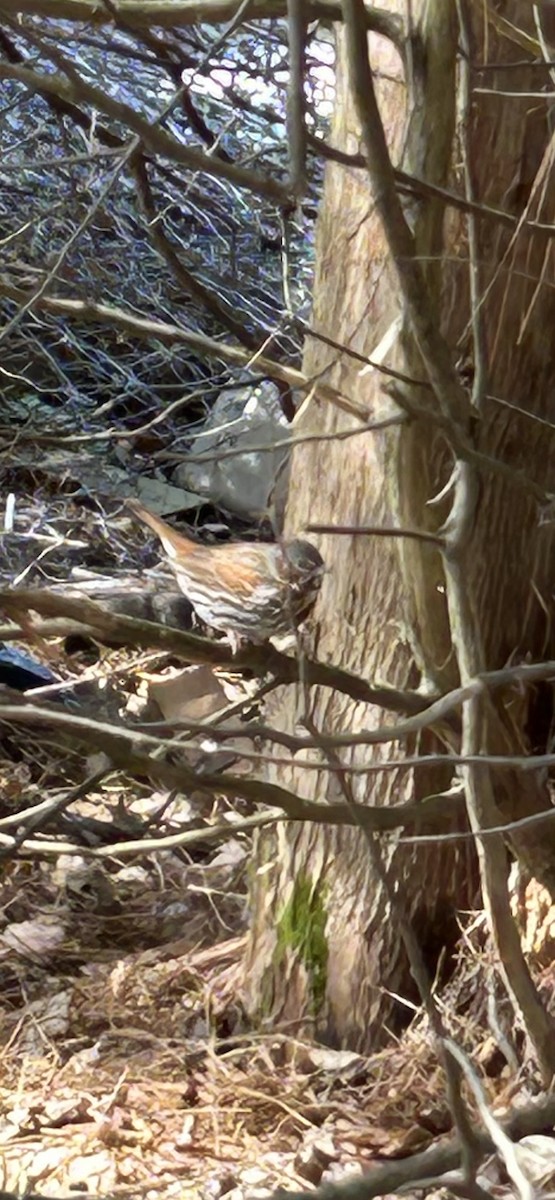 Fox Sparrow - ML634298507