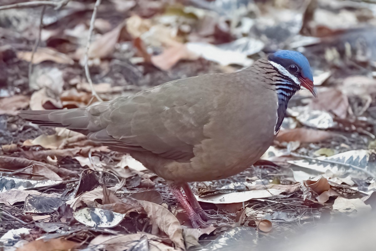 Blue-headed Quail-Dove - ML634298510