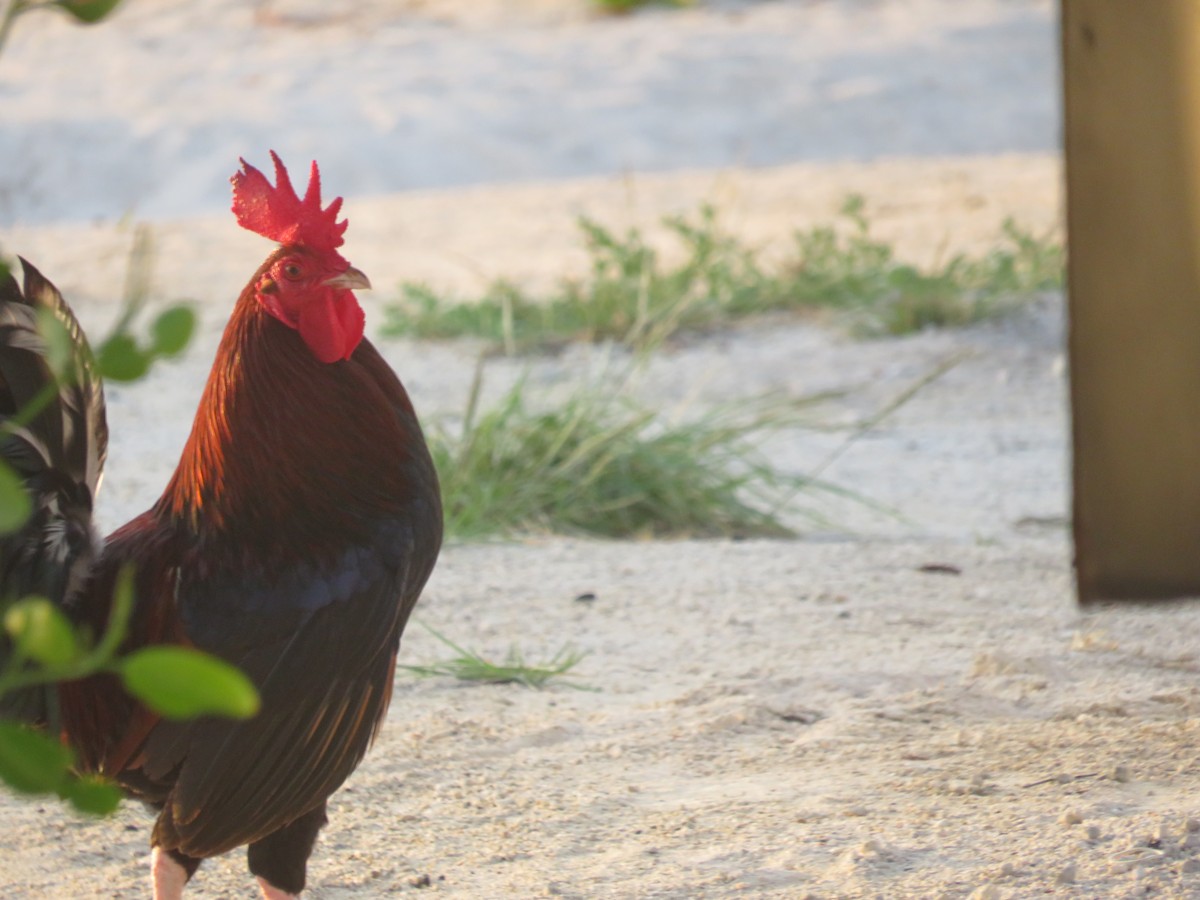 Coq bankiva - ML634298534