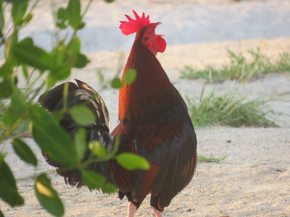 Coq bankiva - ML634298535