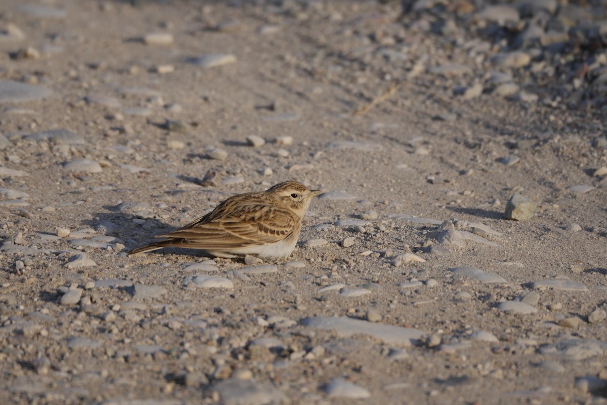 Greater Short-toed Lark - ML634298539