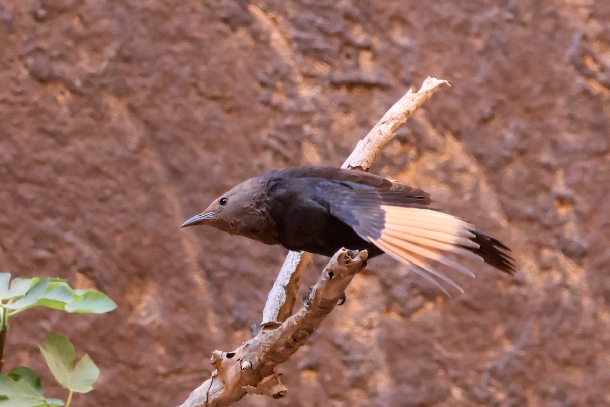 Tristram's Starling - ML634298618