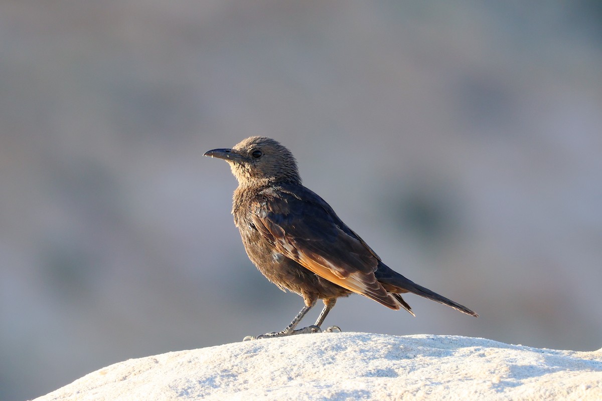 Tristram's Starling - ML634298619