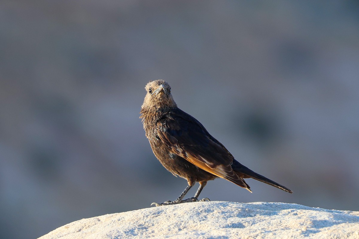 Tristram's Starling - ML634298620