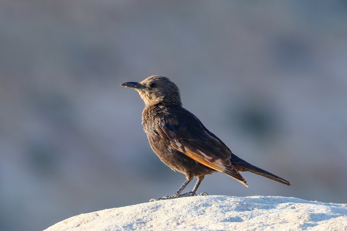 Tristram's Starling - ML634298621